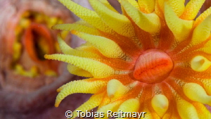 Orange Cup Corals, West Escarceo, Puerto Galera by Tobias Reitmayr 